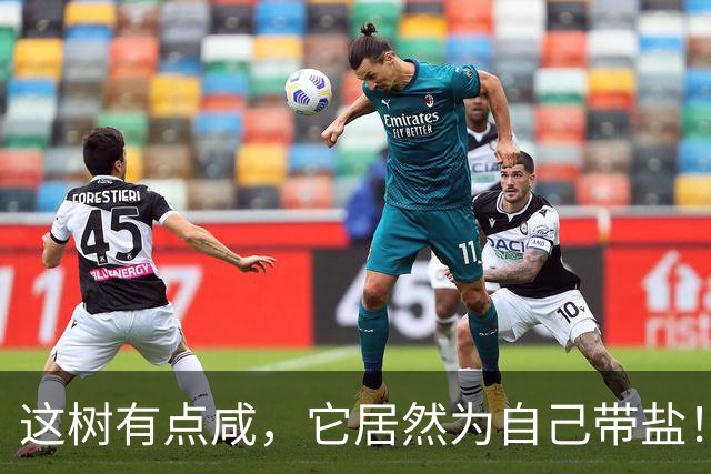 这树有点咸,它居然为自己带盐!古人没盐了就找这种树救急!